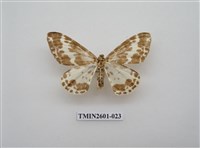 藏品(尺蛾115)的圖片